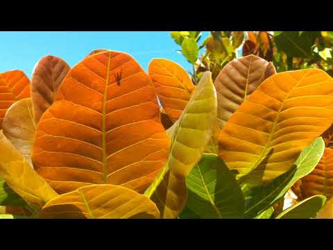 Vídeo: Plantas De Solo Arenoso Incríveis