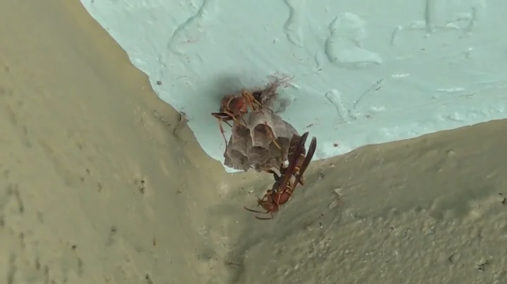 Paper wasps building nests 2023