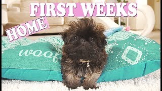 Puppy s FIRST WEEK Home Imperial Shih Tzu