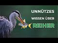 13 spannende Fakten über Reiher