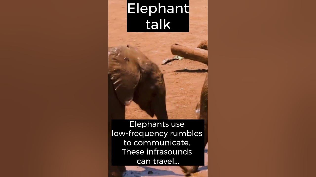 How do elephants communicate youtube
