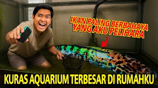 KURAS AQUARIUM TERBESAR YANG ADA DI RUMAH AKU! ISINYA IKAN TOMAN GANAS YANG MENELAN BANYAK KORBAN!