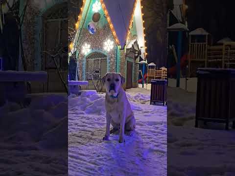 Labrador Troy 🫶