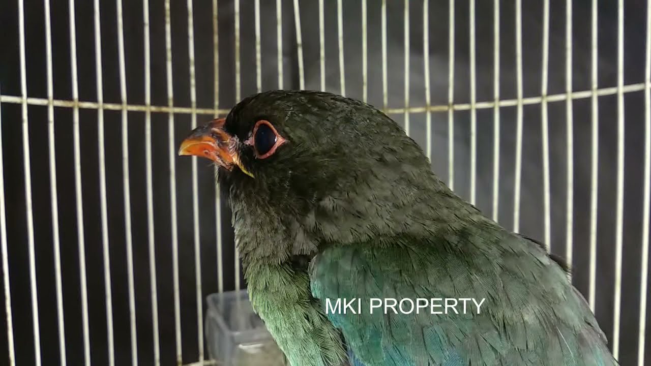 MASTERAN KOMPILASI ~ 3 BURUNG MEWAH ~ CILILIN-TENGKEK UDANG-BUTO JEDA AIR 1 JAM FOR BURUNG LOMBA