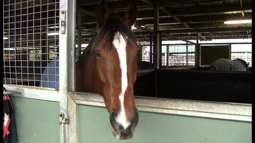 Ellerton Zahra Stable Update    15th June, 2012.mpg