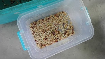 pistachio nuts sorting machine, 2nd sorting, pistachio  color sorter