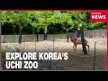 Inside Uchi Zoo in Gwangju which gives animals a second chance