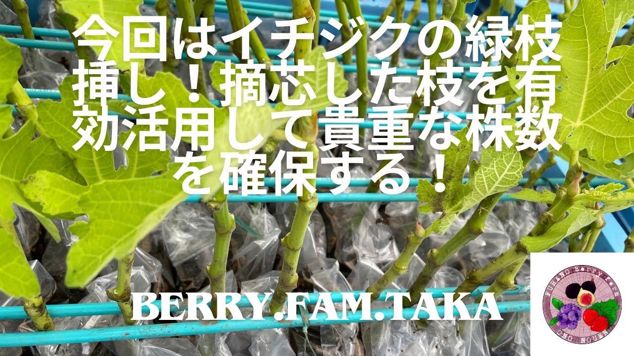 イチジク緑挿し苗 Campaniere 【公式通販】