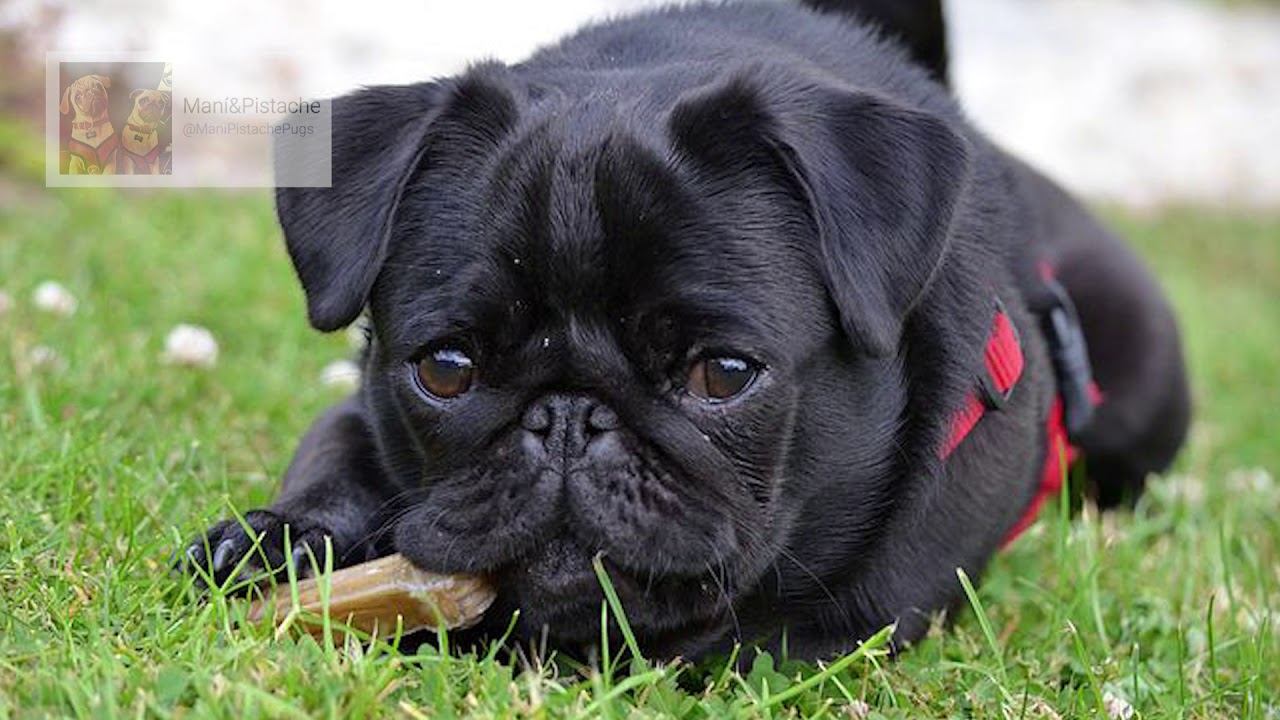 413 Nombres Para Perros Pug Nombres Originales Y Bonitos