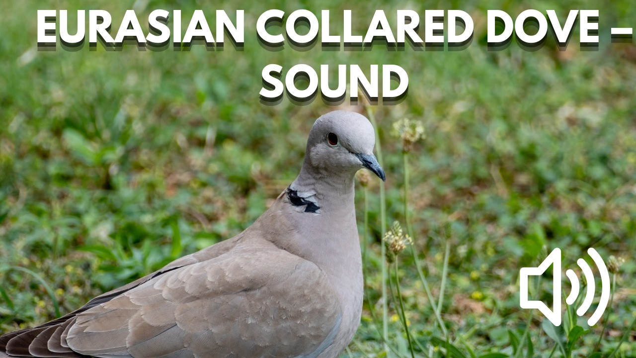 Collared Call Bird Sound Library | Eurasian Collared Dove – Bird Calls & Sounds ...
