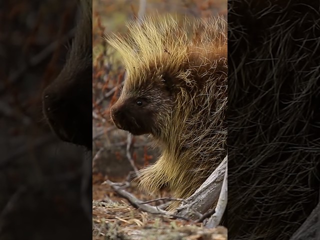 Do Not Mess With Porcupines! | #DeepLook #Shorts