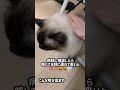 猫の咳について#ねこ #ラグドール #シニア猫 #ミニピン