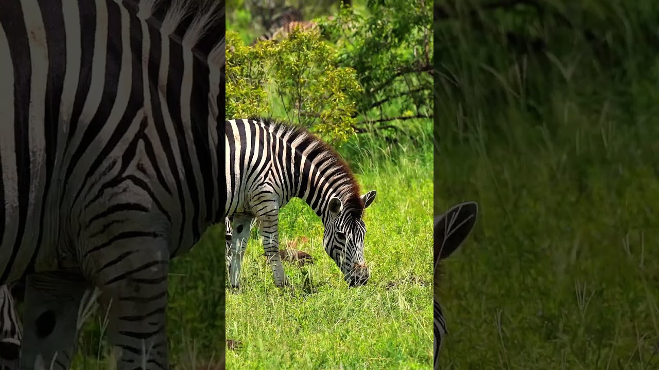 Various animals at Kruger National Park,  South Africa