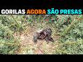 🚨 AGORA: O Predador que est&aacute; DEVORANDO GORILAS ADULTOS no Congo