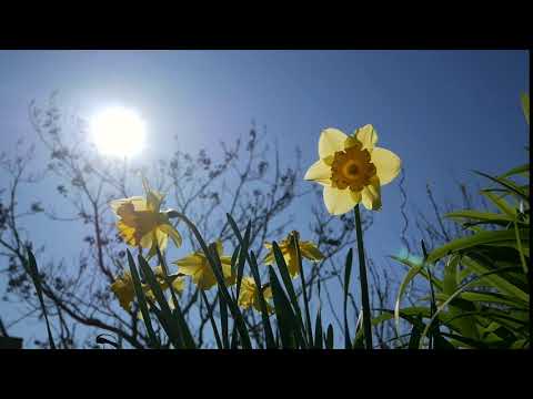 Vidéo: Comment Transplanter Des Jonquilles ? Comment Les Replanter Après La Floraison ? Règles Pour Le Transfert D'un Endroit à Un Autre Dans La Rue. Vaut-il Mieux Les Planter Au Printemp