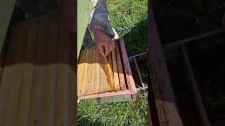 Кто то приходил на пасеку ! #пчеловодство #beekeeper #bee #пчёлы #honey #beekeeping #пчеловодство