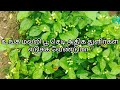 மல்லி பூ செடி சிறந்த துளிர் மருந்து | Jasmin Flower Best Tonic | Huminol Gold + | Aim | Paushak Gold