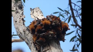 Grey headed Flying Foxes (Pteropus poliocephalus) in large colony