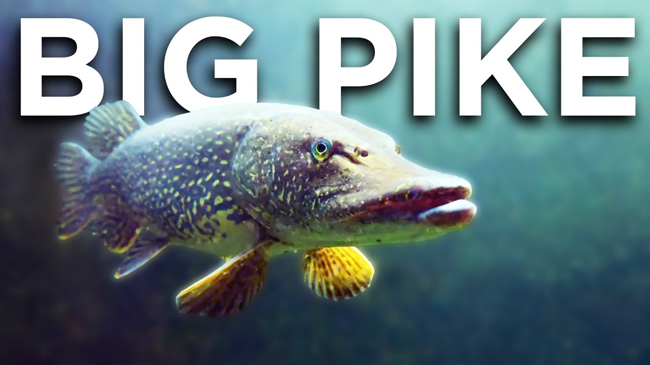 5 Ways To Catch BIGGER Pike 