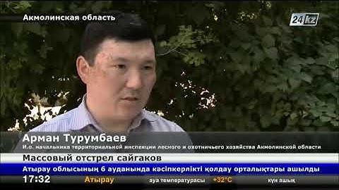 Казахстан: В Акмолинской области браконьеры убили 73 сайгака