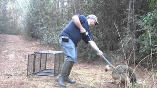 Removing a coyote from trap with catch pole.