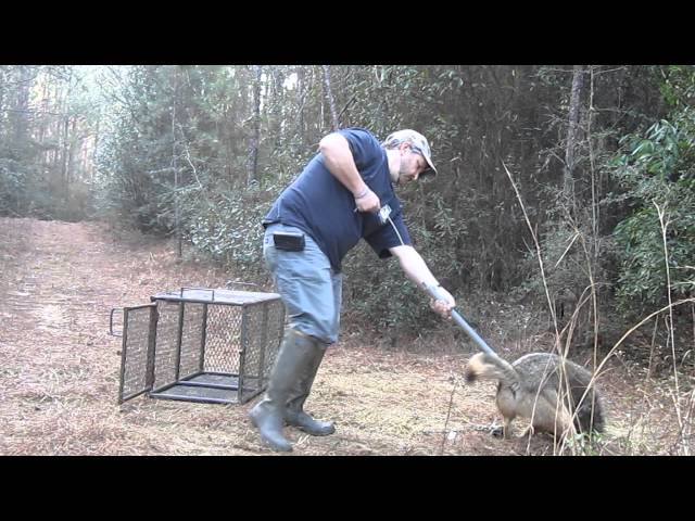 Removing a coyote from trap with catch pole. class=