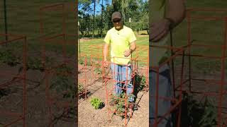 Built tomato cages out of rebar #gardening, #tomatoes