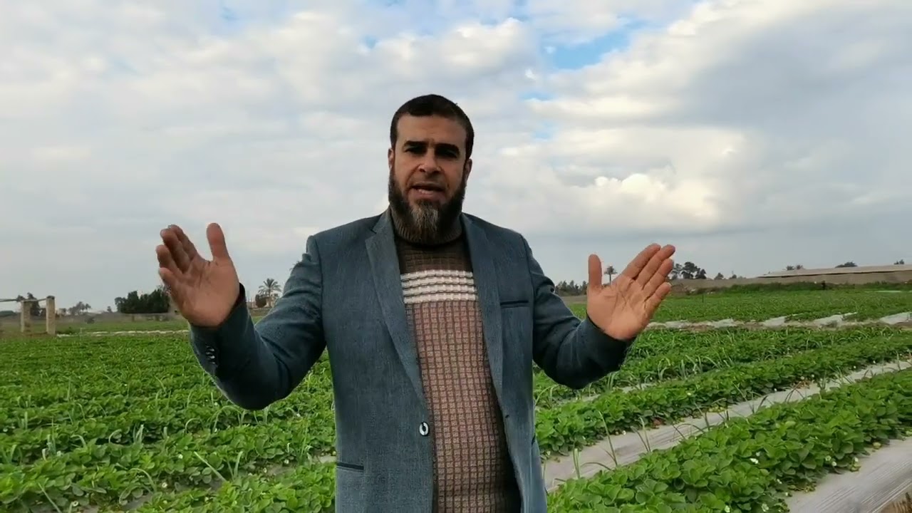 إدارة الرى والتسميد فى الفراوله.... الجزء الثاني