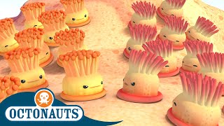 Octonauts - Enemy Anemones and The Speedy Sailfish | Cartoons for Kids | Underwater Sea Education