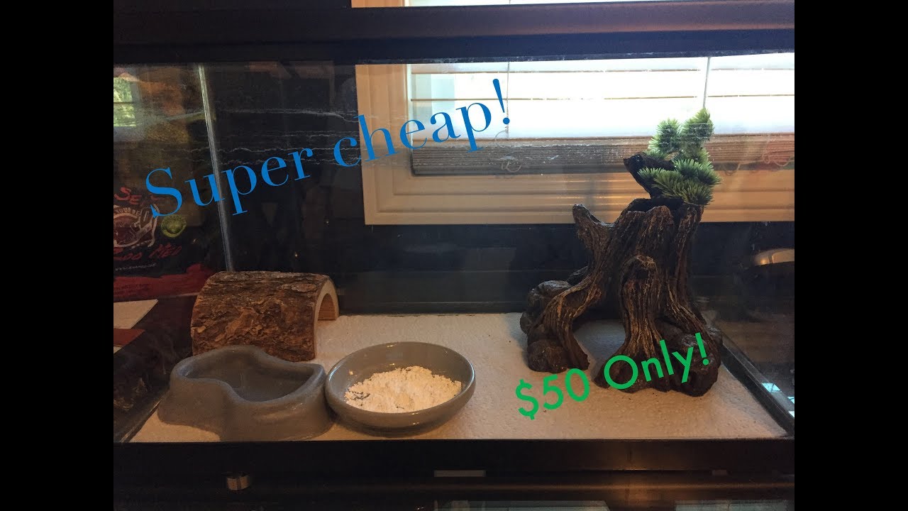 SUPER CHEAP Leopard Gecko Setup!! YouTube