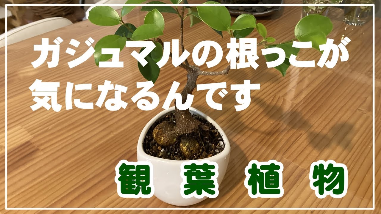観葉植物】ガジュマルの根っこが気になるんです。 - YouTube