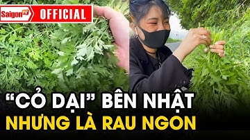 Các bạn trẻ Việt Nam ở Nhật chuyên hái "RAU DẠI" về ăn khiến người Nhật kinh ngạc | Tin tức SaigonTV