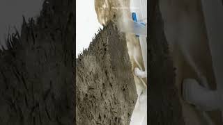 Cleaning a worm-infested rug #shorts #rugcleaning #asmr #insider