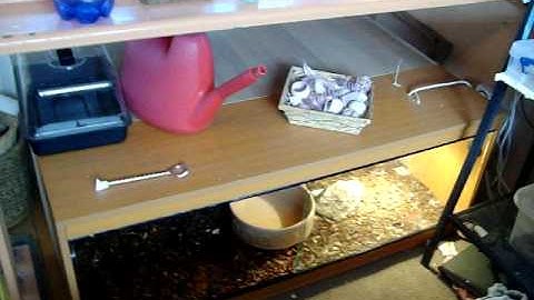 a quick video of my 07 female white phase albino tiger reticulated python