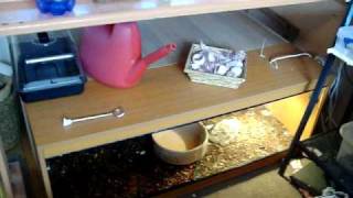 a quick video of my 07 female white phase albino tiger reticulated python