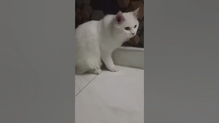 Watch the video about Turkish angora yellow eyes cat