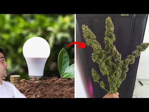 Vídeo: As luzes fluorescentes podem ser usadas como luzes de cultivo?