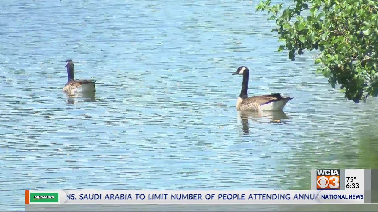 Geese Harvest YouTube