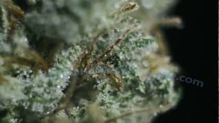 Beautiful Marijuana Pictures