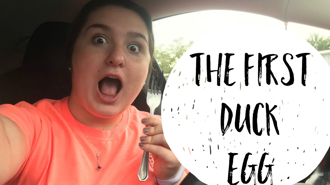 THE FIRST DUCK EGG Why Weren t My Ducks Laying Eggs YouTube the-first-duck-egg-why-weren-t-my-ducks-laying-eggs-youtube
