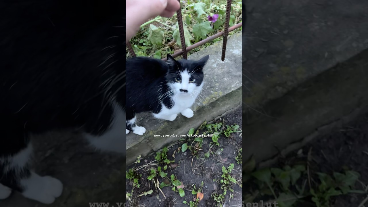 Friendly cat wants only cuddles