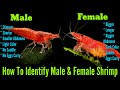 How To Identify Male And Female Cherry Shrimp | Cherry Shrimp Gender Identification