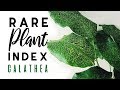 Rare Plant Index #3 | Calathea | Uncommon to Extremely Rare Plants! |