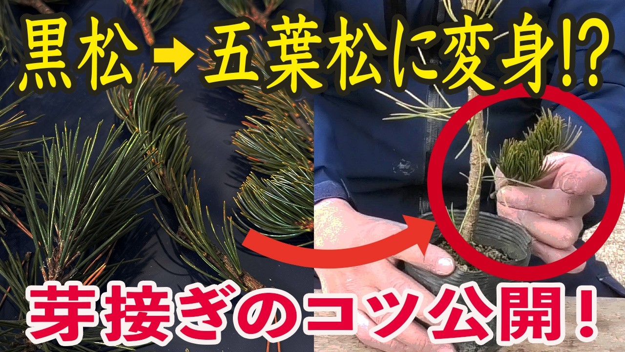 【実演】黒松→五葉松に変身!? プロの芽接ぎテクニックを大公開！