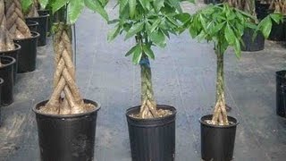 To maintain the desired height of plant, cut off top branches. away
any new, smaller growth at base plant divert plant’s energy...