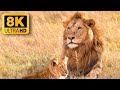 Ultimate Wild Animals Collection in 8K ULTRA HD / 8K TV