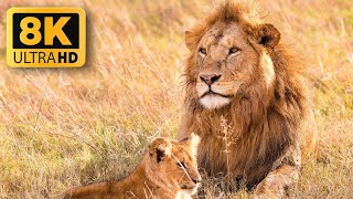 Ultimate Wild Animals Collection in 8K ULTRA HD / 8K TV