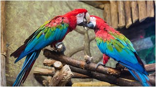 Funny Parrots Annoying Cats Compilation 2020 || cute baby animals