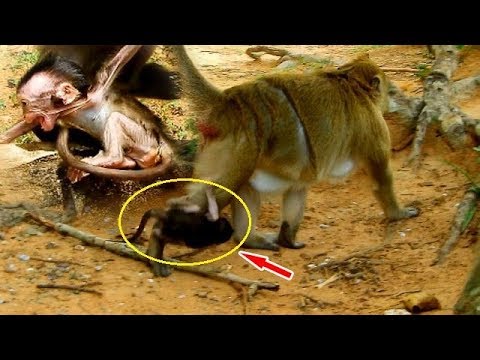 baby monkey crying for milk Brinn begin show her nasty habit to skinny Charlee | Charlee survive by himself in hard situation