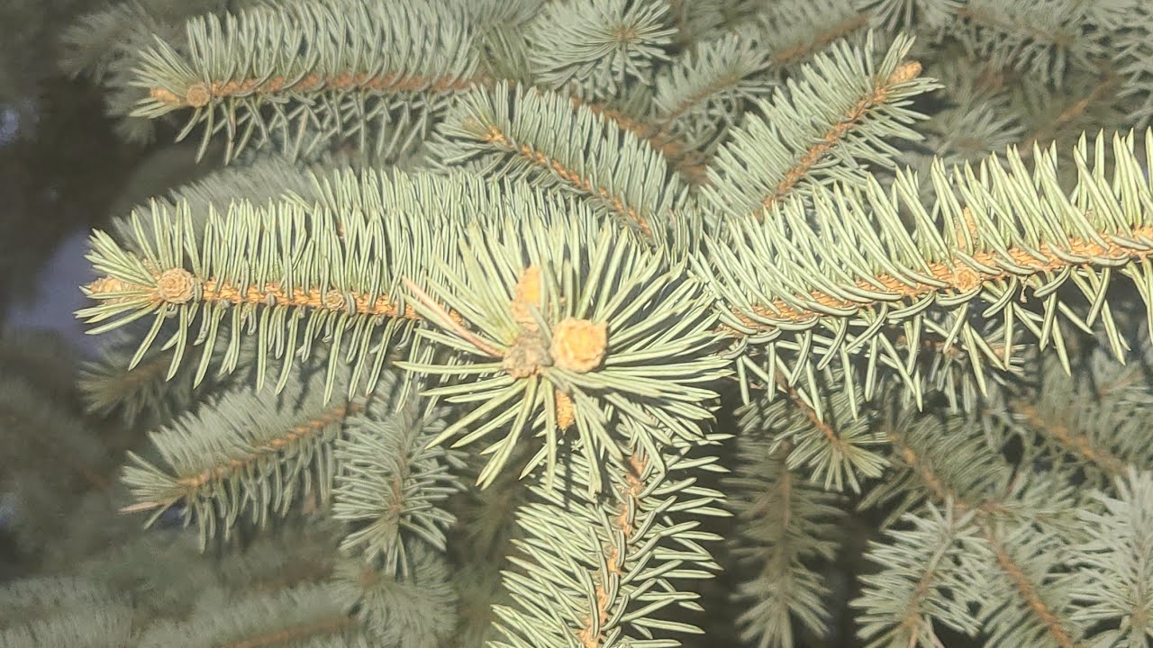 У каналі Kosmiks Varvar TV відбувається прямий ефір.КосВар ТВ ютуб. подпишись и лайк.